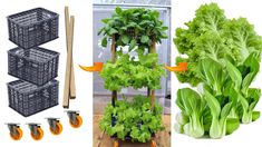 several different types of vegetables are shown in this image and on the left is an assortment of plants, including lettuce