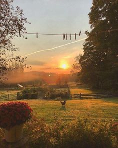 the sun is setting over a farm with chickens and flowers in front of an open field