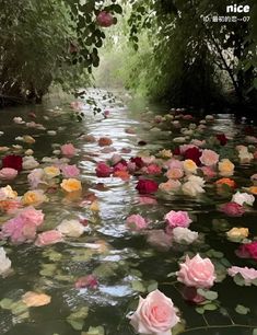 flowers are floating in the water near trees