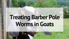 a close up of a goat with the words treating barber pole worms in goats