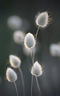 some very pretty white flowers with long stems