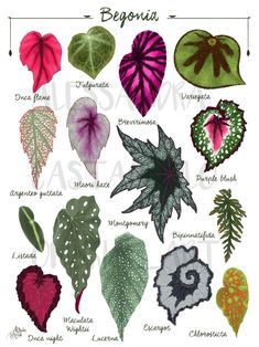 the different types of leaves and their names