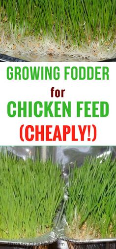 growing food for chicken feed is cheaply and it's easy to grow in the garden