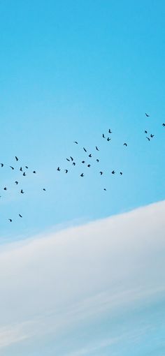 a flock of birds flying in the sky