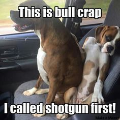 two dogs sitting in the back seat of a car, one is brown and white