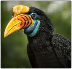 a close up of a bird with a very colorful beak and large, black feathers
