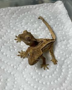 a gecko sitting on top of a white towel