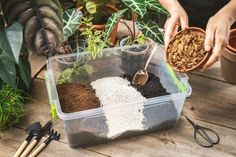 a person is scooping seeds into a container with dirt and plants in the background