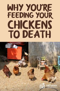 chickens are walking around in the dirt near a building with text that reads, why you're feeding your chickens to death