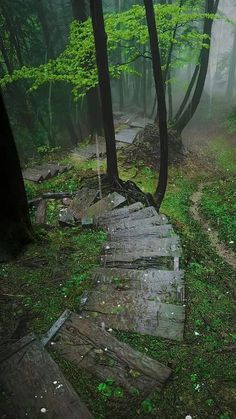 an old wooden path in the woods on a foggy day