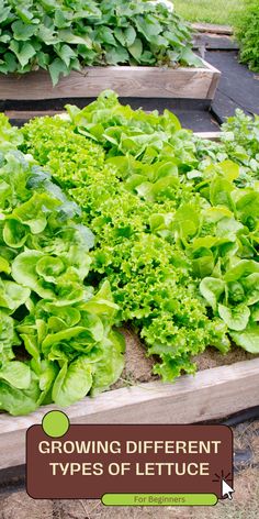 several different types of lettuce growing in a garden with the title growing different types of lettuce