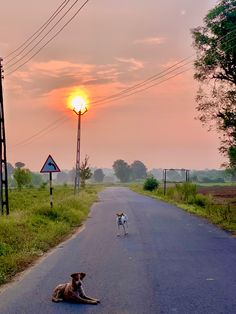two dogs sitting on the side of an empty road at sunset, with power lines in the background