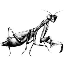 a drawing of a praying mantissa