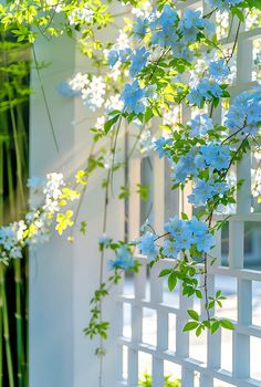 blue flowers growing on the side of a white fence