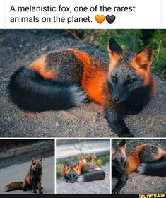 an orange and black fox laying on the ground
