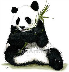 a panda bear sitting on the ground holding a bamboo plant in its paws and eating it