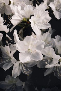 white flowers are blooming on a black background