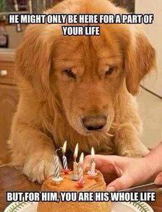 a golden retriever sitting at a table with a birthday cake in front of him