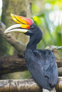 a black bird with a colorful beak sitting on a branch