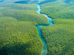 an aerial view of a river running through a lush green forest filled with trees and shrubs