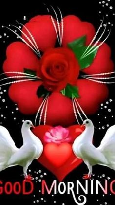 two white doves and a red rose with the words good morning