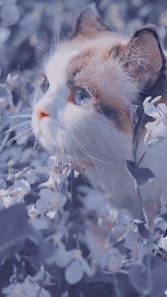 a white and brown cat with blue eyes looking out from behind some leaves on the ground