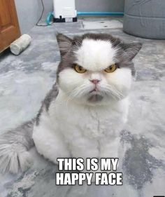 Grumpy Cat Humor, Angry Cat, Funny Animal Jokes, Cat Quotes, Memes Humor, Funny Cat Memes, Funny Cat Pictures, Funny Cute Cats, Funny Animal Memes