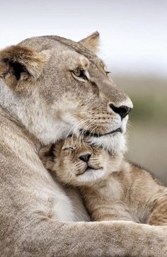 a mother lion and her cub cuddle together