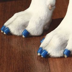 a close up of a dog's paw with blue spikes on it and its feet