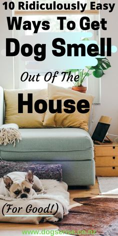 a dog laying on top of a couch in front of a window with the words 10 quick and easy ways to get dog smell out of the house