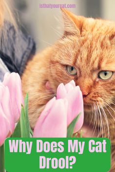 an orange cat smelling pink flowers with the caption why does my cat drop?