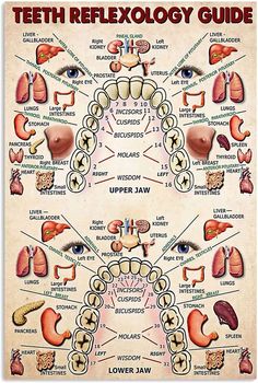 PRICES MAY VARY. Size：8x12Inch Picture：Teeth Reflexology Guide Knowledge No Frames Included – Reminder: This product does not have a photo frame. A 3cm White Frame Is Reserved For You,You can choose your own satisfied photo frame to decorate your home style. The Prints Are Water Resistant, The Paints Can Be Cleaned With A Damp Cloth, Avoid Direct Sunlight For A Long Time And Any Possible Grease Stains. A Ideal Christmas and New Year Gift, Perfect Wall Decorations Paintings for Livingroom, Bedroo Reflexology, Design Room, Teeth Reflexology, Ear Reflexology, Artificial Potted Plants, Healthy Life Hacks, Health Knowledge, Unwanted Hair, Décor Diy