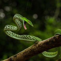 a green snake with its mouth open on a branch