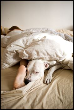 a white dog laying on top of a bed covered in blankets and pillows next to a person's feet