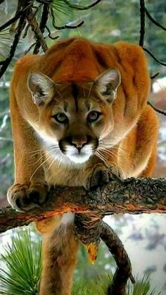 a mountain lion climbing on a tree branch