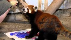 red pandas painting at zoo - Bing Ellen Degeneres, Cincinnati Zoo, Beautiful Creatures