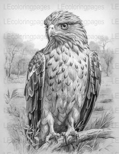 a pencil drawing of an eagle sitting on top of a tree branch in the grass