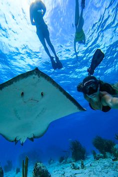 two people swimming in the ocean with a manta ray and other fish around them