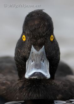 a black duck with yellow eyes swimming in the water