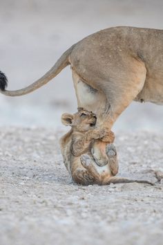 a baby lion playing with its mother on the ground