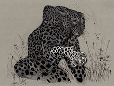 a black and white drawing of a leopard sitting on the ground with its paw in it's mouth