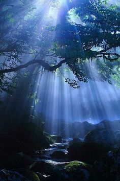 the sun shines through the trees and rocks in this forest scene with water flowing between them