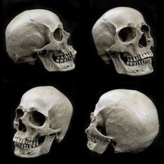 four different views of the same human skull
