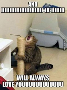 Funny Animal Quotes, Funny Instagram Memes, Animal Humour, Cute Animal Memes, Meme Gato, Funny Dog Memes, 웃긴 사진