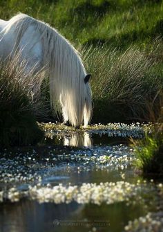 a white horse drinking water from a small pond in the middle of some tall grass