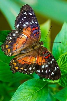 an orange and black butterfly sitting on top of a green leaf