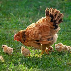 a chicken and her chicks are walking in the grass