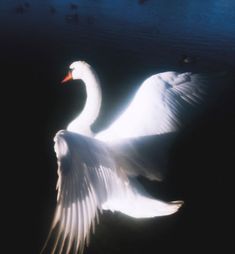 a white swan with its wings spread out in the dark