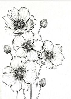 some flowers are drawn in black and white with pencils on the paper behind them