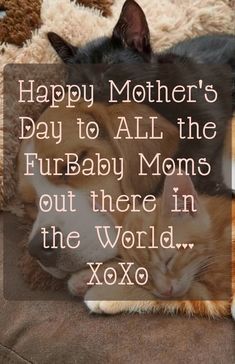 two cats cuddle together in front of a sign that says happy mother's day to all the furbaby moms out there in the world